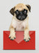 Free Adorable Pug Puppy With A Red Envelope Mockup Psd
