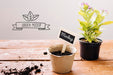 Free Plants In Pots Indoors Mock-Up Psd